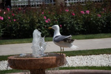 Parkta gül taşıyan tek bir martı.