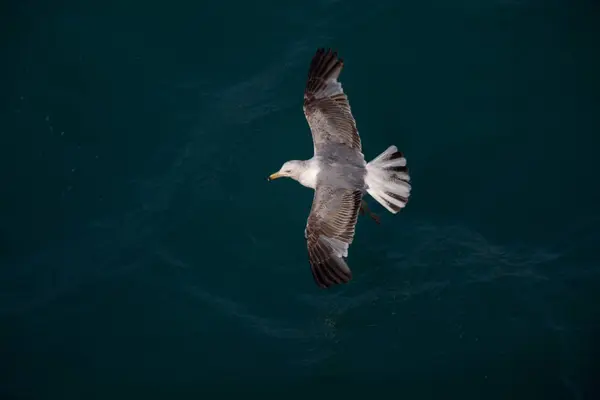 stock image Single seagull flying with with sea as a background