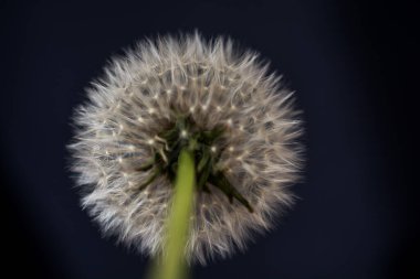 Siyah arka plan üzerine beyaz hindiba çiçek