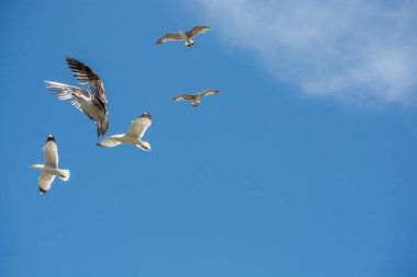 Gökyüzünde kayak yapan martı sürüsü