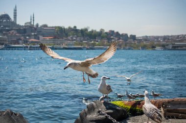 Arka planda cami olan martı gökyüzünde uçuyor.