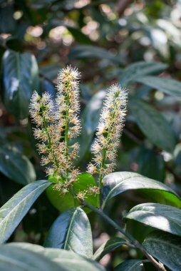 Renkli açan yabani bahar çiçekleri