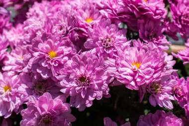 Doğa olarak güzel taze çiçekler.