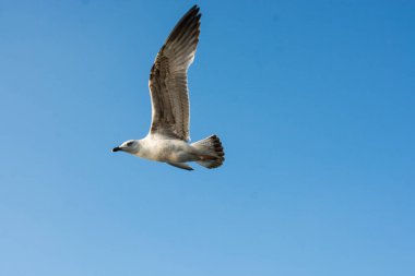 Deniz kuşu martısı özgürlük kavramı olarak gökyüzünde uçuyor.