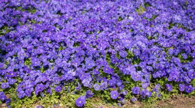 Renkli bir arkaplan olarak açan bahar çiçekleri