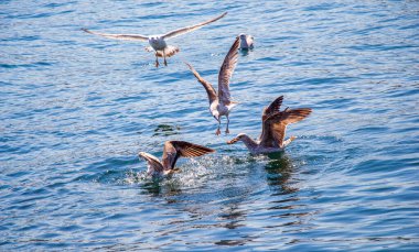 Tek martı denizin sularında.
