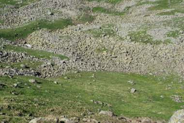 Türkiye 'nin Artvin kentinde yaz mevsiminde dağlık çayırlarda yabani otlar