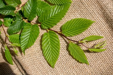 Keten brandaya yerleştirilmiş yeşil yapraklar