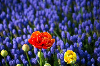 İlkbaharda doğada çeşitli renklerde laleler