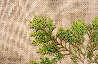 Keten brandaya yerleştirilmiş yeşil yapraklar