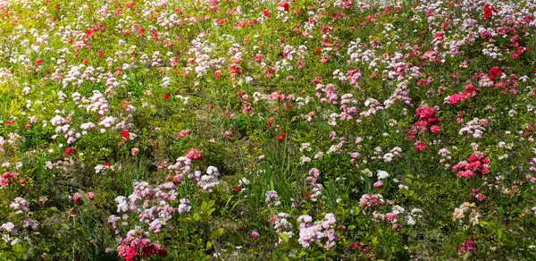 stock image Botanical Garden bright floral gardens colors in full bloom