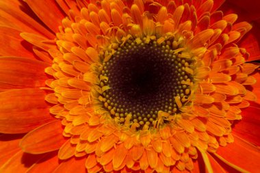 Makro manzaralı güzel renkli doğal bahar çiçekleri