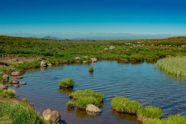 Türkiye 'de Artvin' de dağlık arazide yaban otları