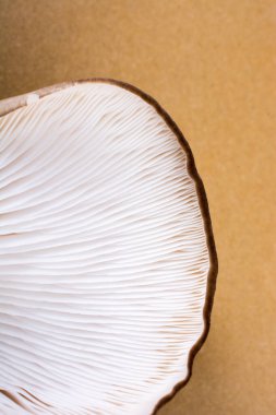 İstiridye mantarı ya da Pleurotus ostreatus kolayca ekilmiş mantar.