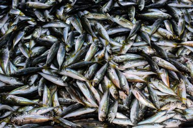 Balık pazarında satılık deniz ürünü gibi taze balıklar.