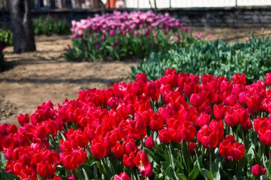 İlkbaharda doğada çeşitli renklerde laleler
