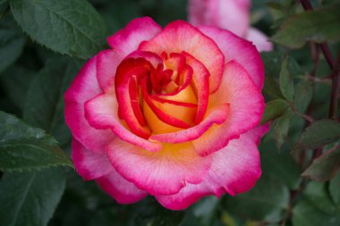 Yakından bakınca güzel taze güller.