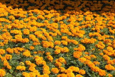 Renkli bir arkaplan olarak açan bahar çiçekleri