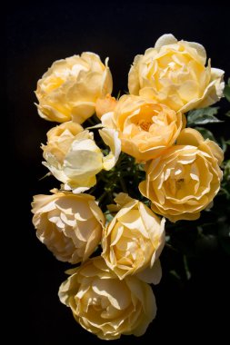 Siyah arkaplanı olan güzel bir gül