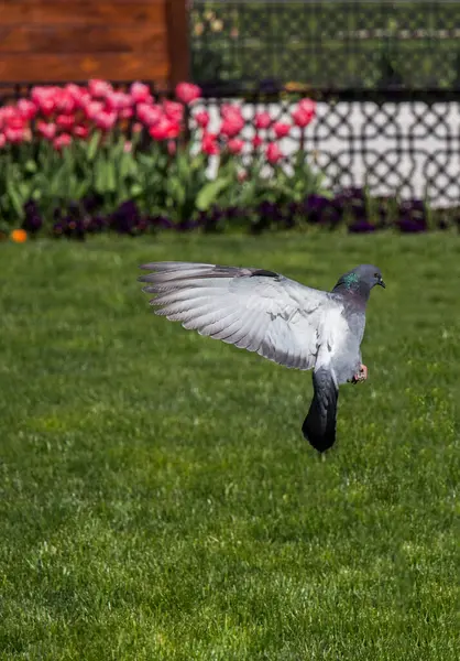 stock image Pigeons on a green lawn in a city park