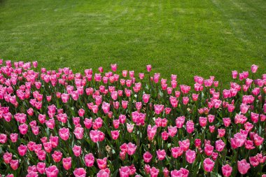 Bahçede renkli lale çiçekleri açar.