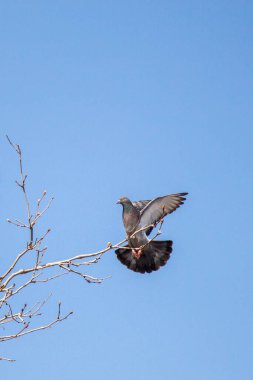 Havada kanatlarını açmış tek bir güvercin