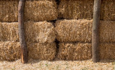 Saman balyaları dışarı yığılır.