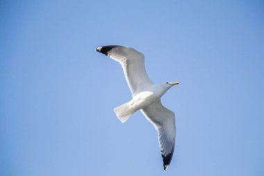 Arka plan olarak mavi gökyüzünde uçan tek bir martı.