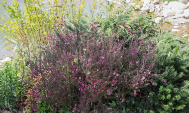 Çiçek açan güzel renkli taze doğal çiçekler.