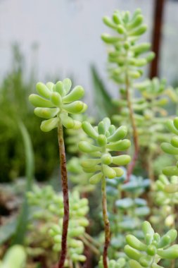 Bahar mevsiminin yeşil yaprakları