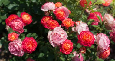 Bahar bahçesinde çiçek açan güzel güller