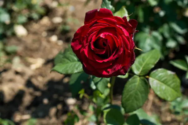 stock image Beautiful rose in nature background