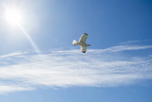 stock image Single seagull flying in a cloudy sky as a background