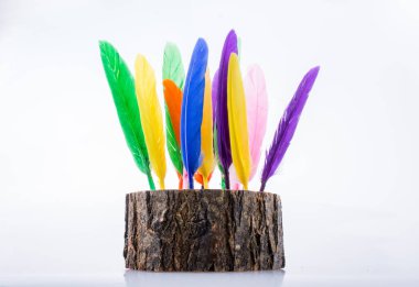 Ahşap bir günlük parlak renkli tüyler topluluğu