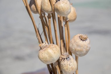 Dried poppy heads seen in view clipart