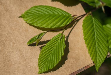 Eline bir defter sayfası bırakır