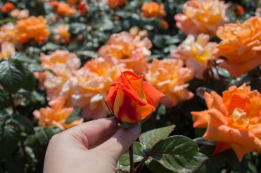 Renkli bir gül çiçeğini tutarken