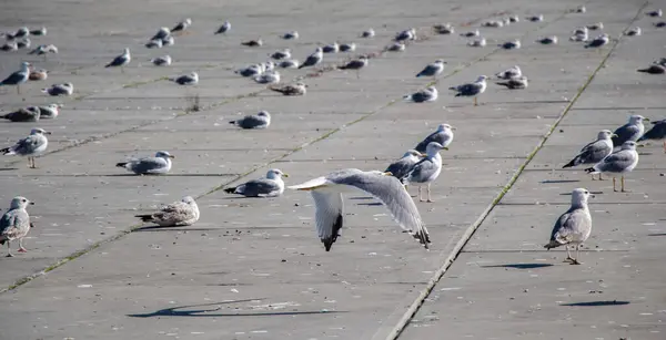 stock image Seagulls are having a rest on a concrete ground