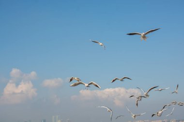 Martı gökyüzünde uçuyor. Özgürlük kavramı olarak uçan martı.