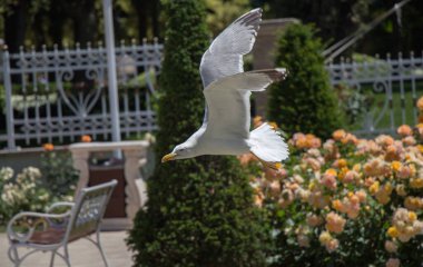 Güzel gül bahçesinde tek martı