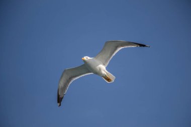 Arka plan olarak mavi gökyüzünde uçan tek bir martı.