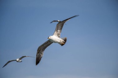 Arka plan olarak gökyüzünde uçan martılar