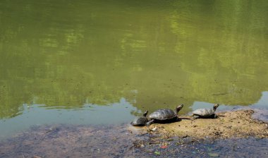 Küçük bir gölün kenarında bulunan kaplumbağalar.