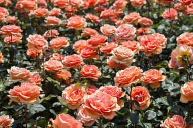 Bahçenin arka planında çiçek açan güzel renkli güller.