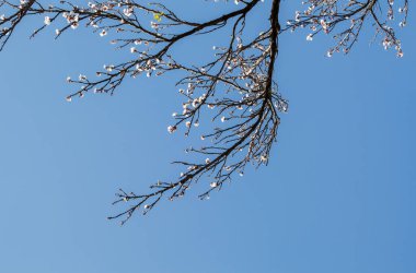 Renkli çiçekler baharda ağaçlarda açar.