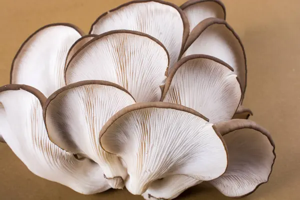 stock image Oyster mushroom or Pleurotus ostreatus as easily cultivated mushroom