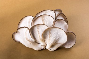 Oyster mushroom or Pleurotus ostreatus as easily cultivated mushroom clipart