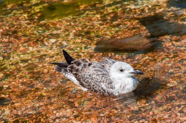 Gölün sığ sularında tek bir martı.