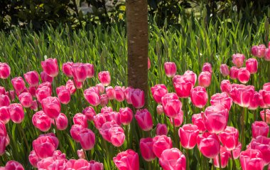 Bahar mevsiminde açan Lale Çiçekleri
