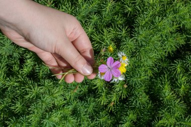 Yeşil yapraklar arka planda